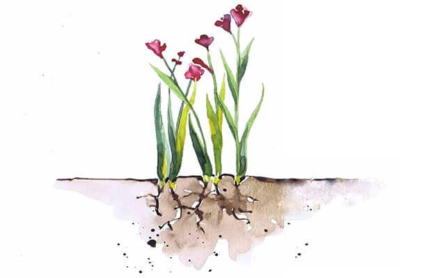 The Free Folk Project - Mature Flowers